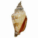 Pendant shell