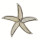 Pendant/brooch starfish, Shell
